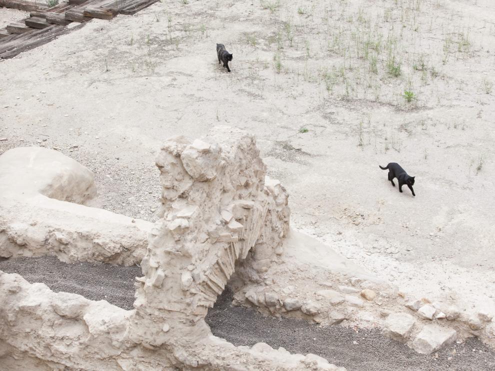 Dos de los gatos de la colonia paseaban ayer entre las ruinas del Teatro Romano.