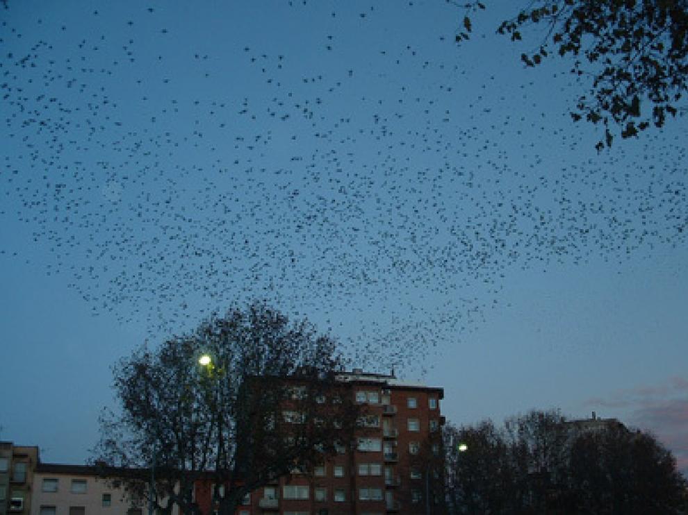 La campaña de otoño-invierno para ahuyentar estorninos en Monzón arranca este martes.