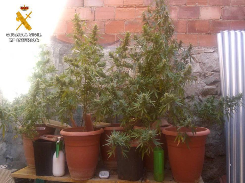 Una de las habitaciones se usaba como invernadero donde había seis plantas de cannabis en estado de crecimiento. En la zona destinada a galería se hallaron otras 9 plantas en avanzado estado de crecimiento.
