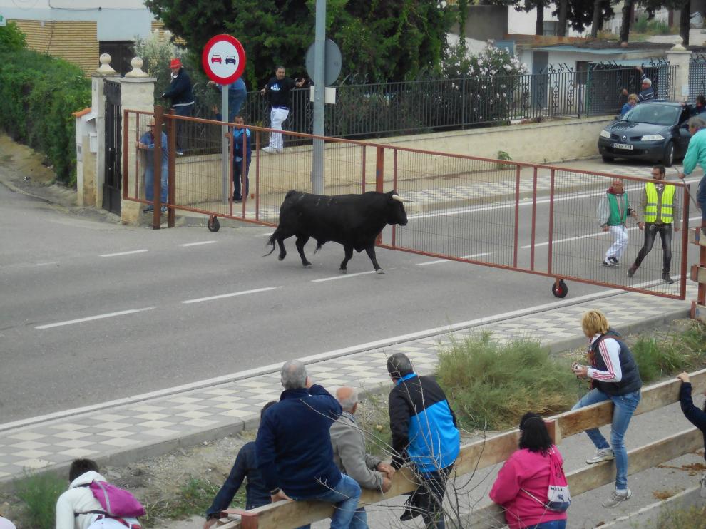Uno de los toros que se ha escapado del encierro andando de Novallas