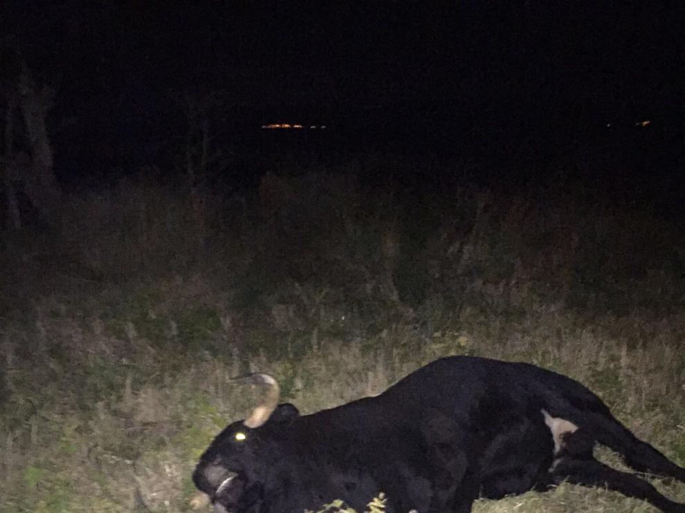 Abatido el toro que huyó el viernes durante un encierro en las fiestas de Novallas