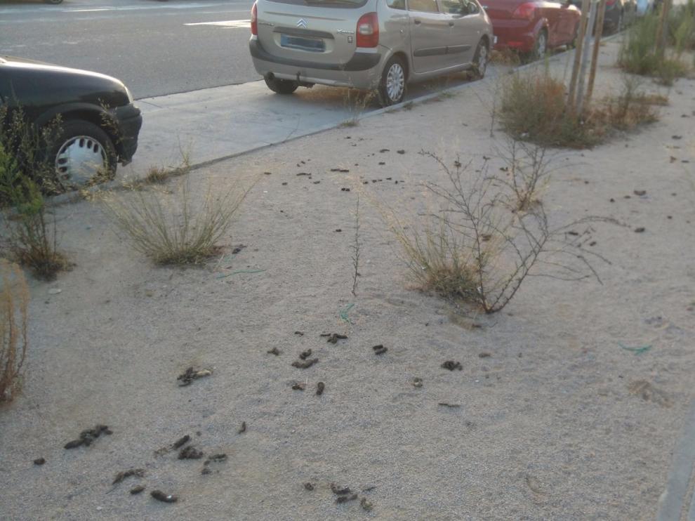 Excrementos caninos en las calles de Arcosur