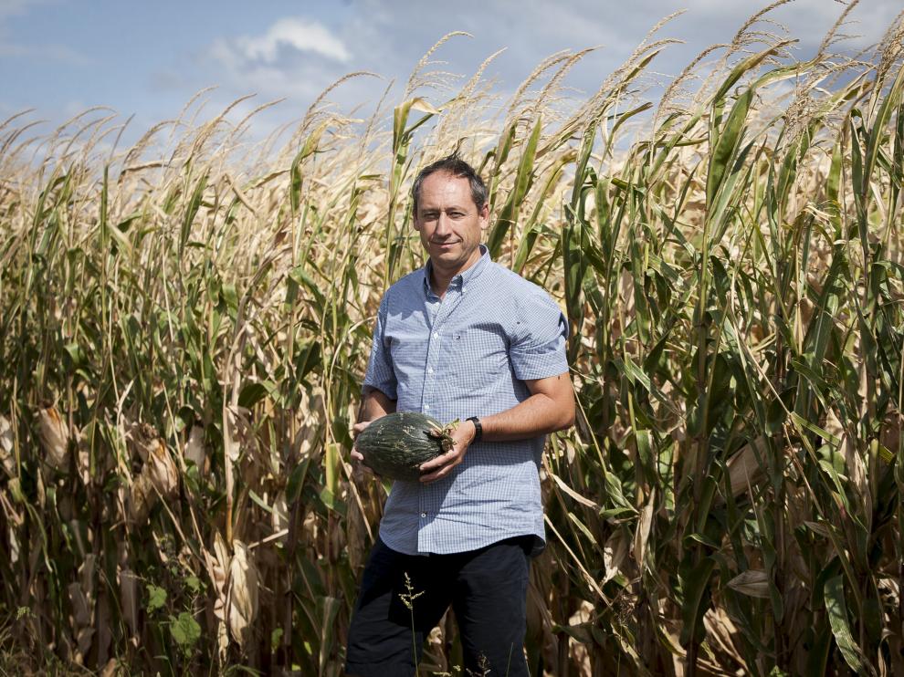 Jesús Causapé, en el melonar experimental que mantiene entre maizales por la zona del Garfilén, junto a Torres de Berrellén.