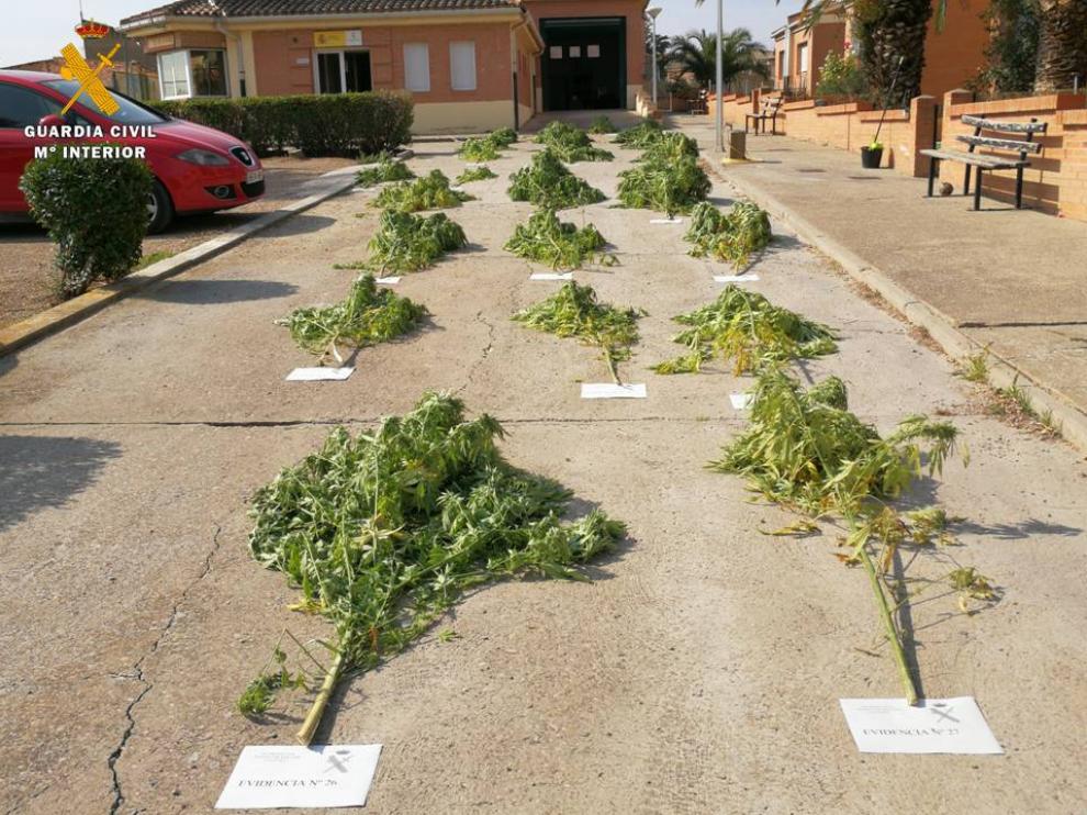 Las plantas han sido incautadas.
