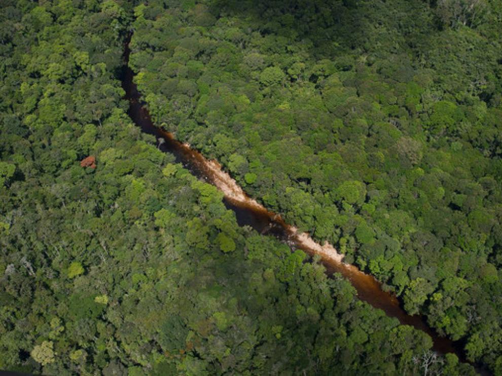 Especies nuevas se descubren cada año y muchas zonas de la vasta región amazónica continúan estando mal o completamente inexploradas