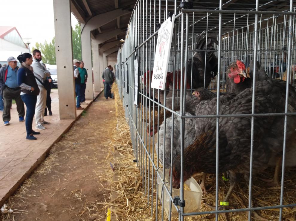 Exposición ferial de gallina serrana, una raza autóctona en proceso de recuperación.
