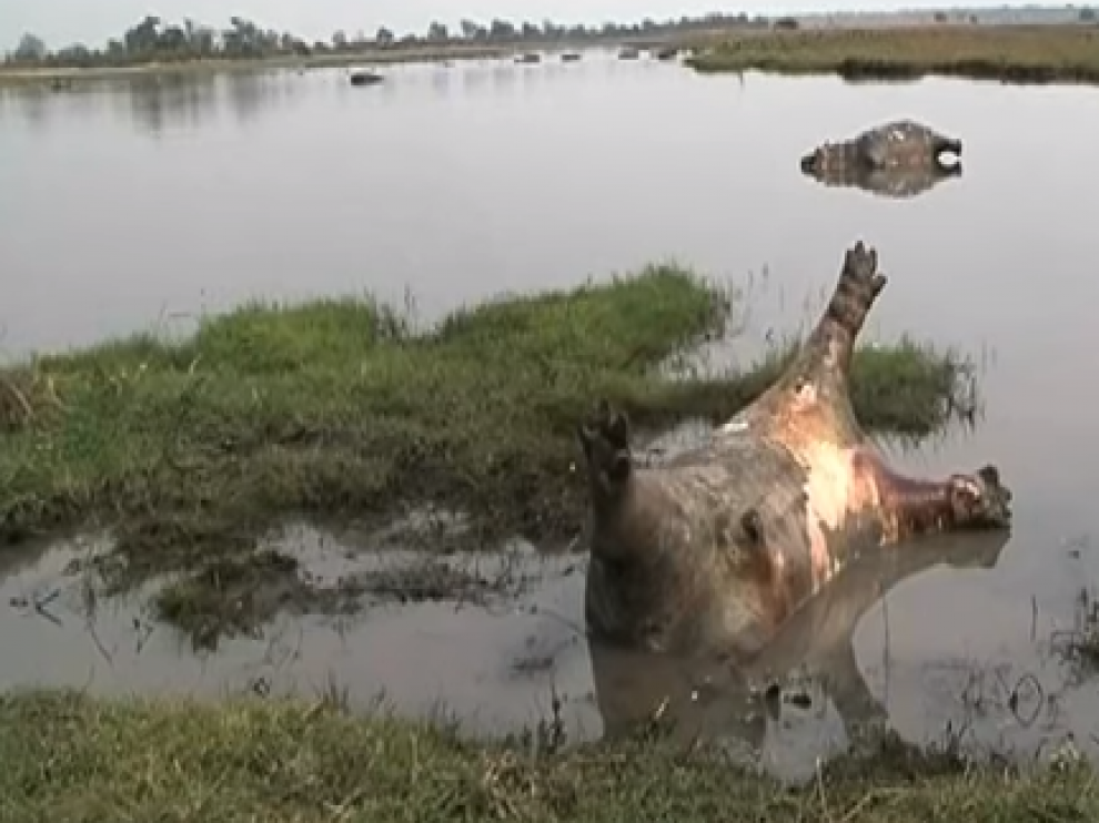 Los guardias del parque nacional de Bwabwata descubrieron decenas de cadáveres de hipopótamos en las aguas del río Kavango.