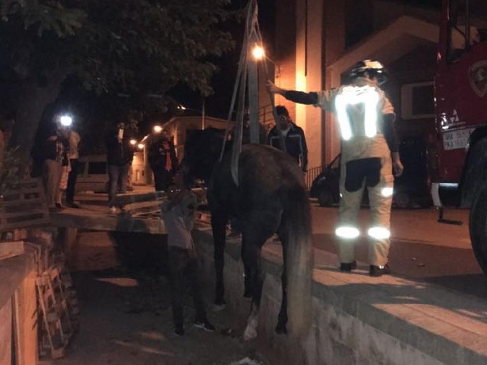 Los bomberos sujetaron al animal con unas gomas para poder elevarlo en el aire.