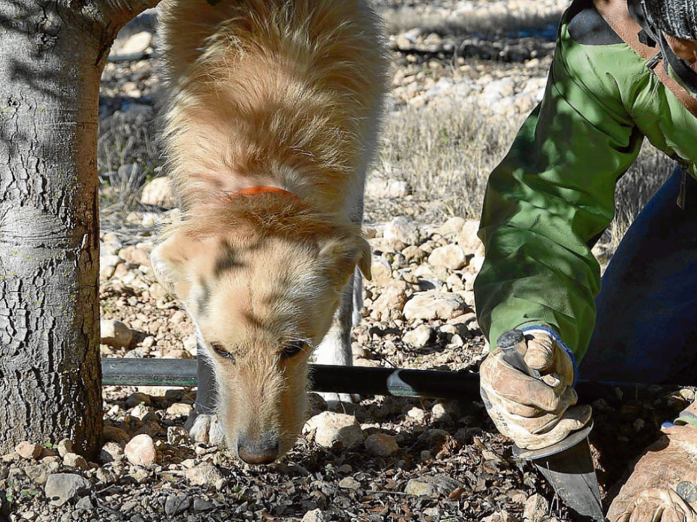 Mario Cequier y su perro Teo buscan trufas en su finca.