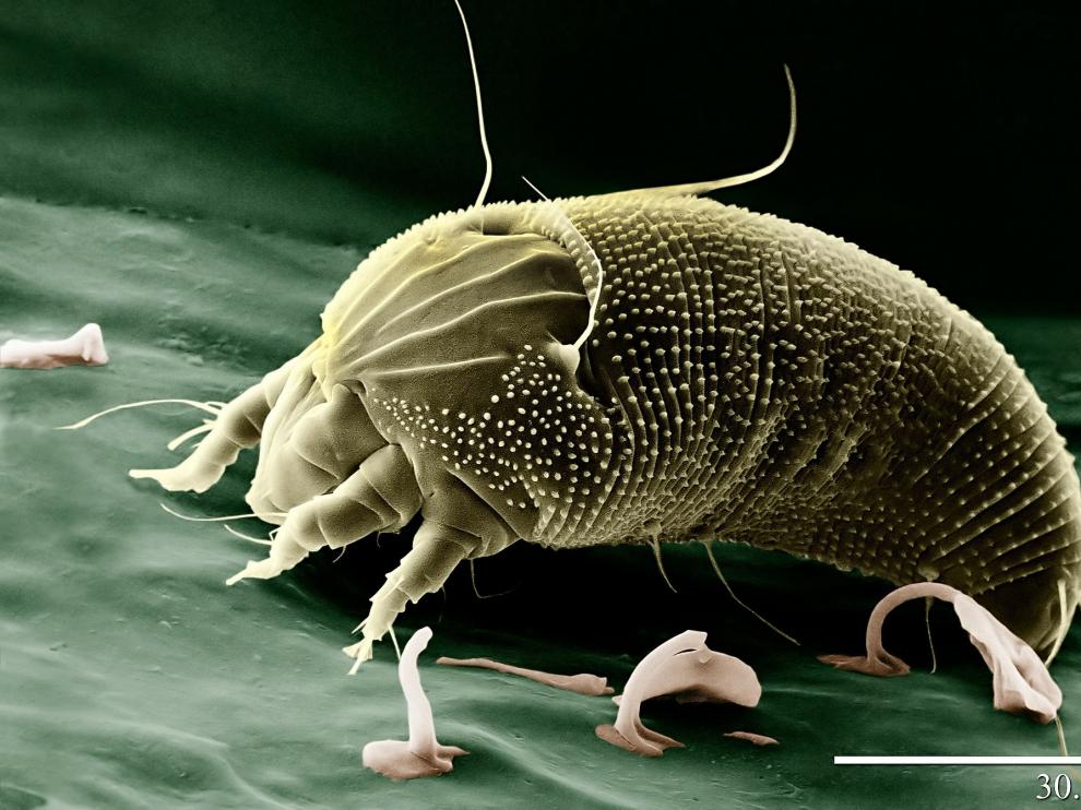 El experimento científico 'Micromascotas' de la Universidad de Zaragoza y la Fundación Ibercivis necesita recoger mil muestras de ácaros.