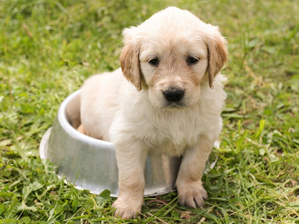 El cariño por los perros y gatos haya aumentado en las últimas décadas.