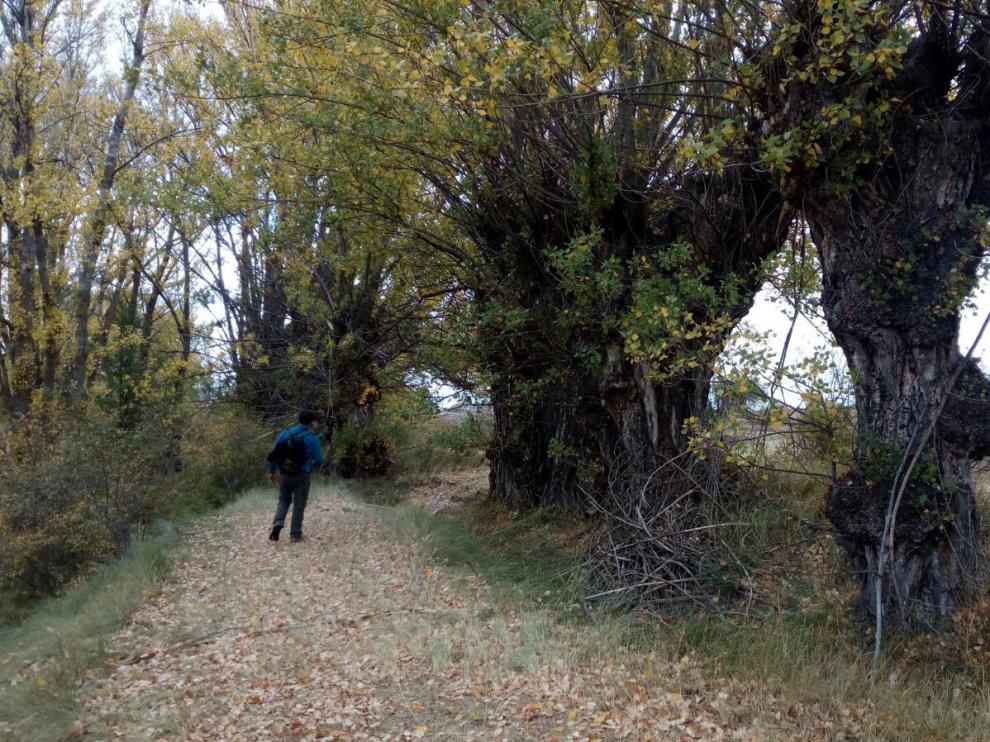 Chopos cabeceros de la zona de Alto Alfambra, una paisaje singular.