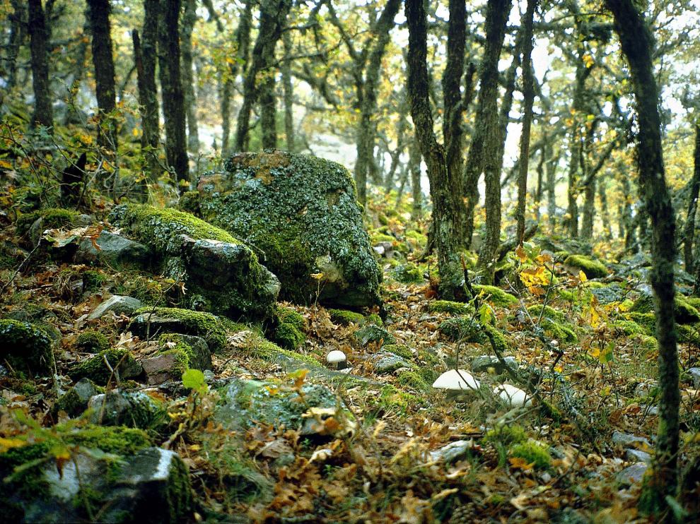 Setas en la sierra de Albarracín.