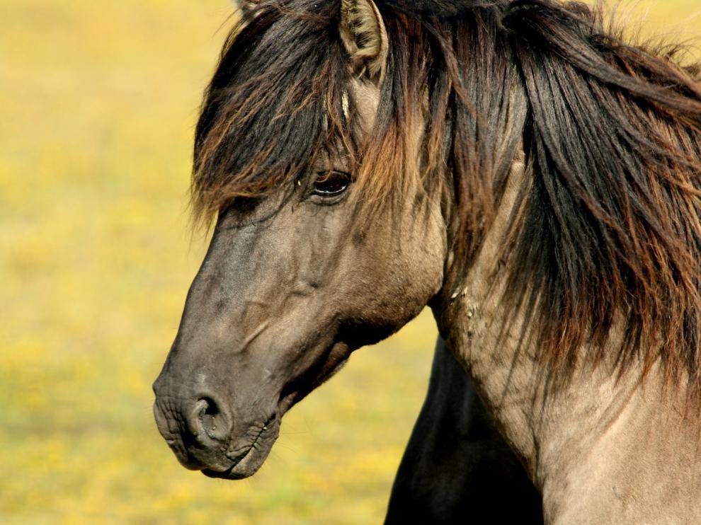 Imagen de archivo de un caballo.
