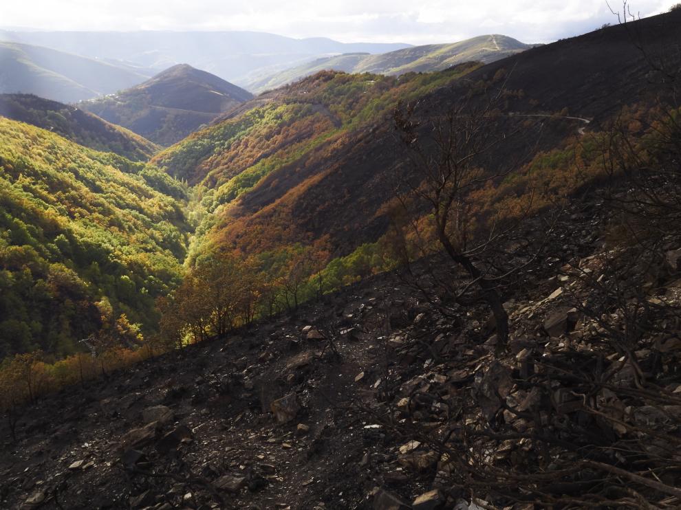 Zona afectada por el fuego en Galicia.