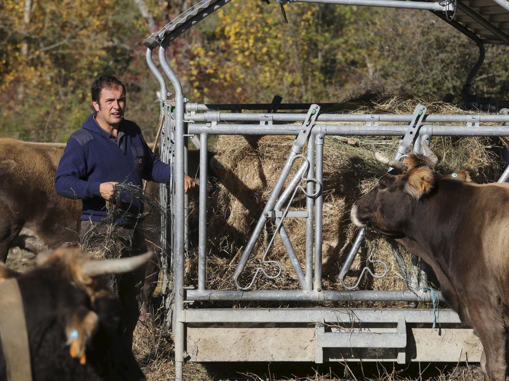 Alimentación suplementaria para las vacas. La sequía ha dejado los pastos secos, e incluso en la montaña es necesario dar una aportación suplementaria de forraje a las reses. En la fotografía, el ganadero Ramón Solanilla, en su explotación de vacuno de Laspuña.