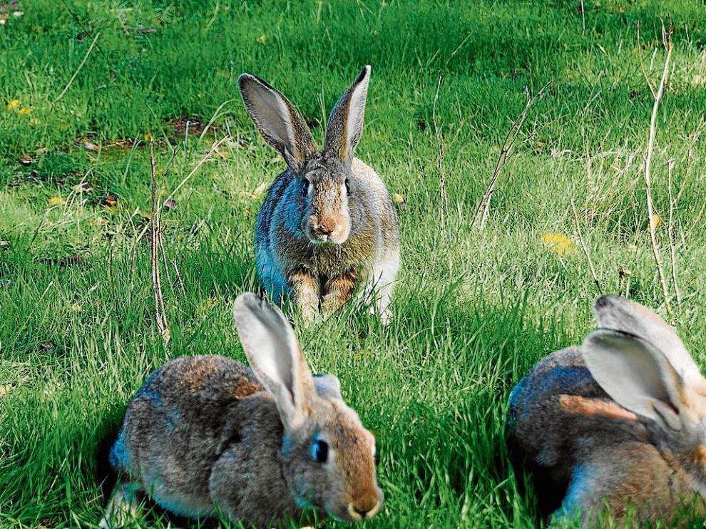 Animales de Agromatarrañaa que se alimentan con plantas aromáticas y medicinales.