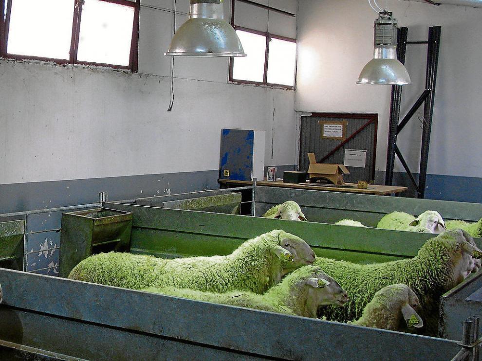 Unos machos son expuestos a la luz en una granja de ovino.