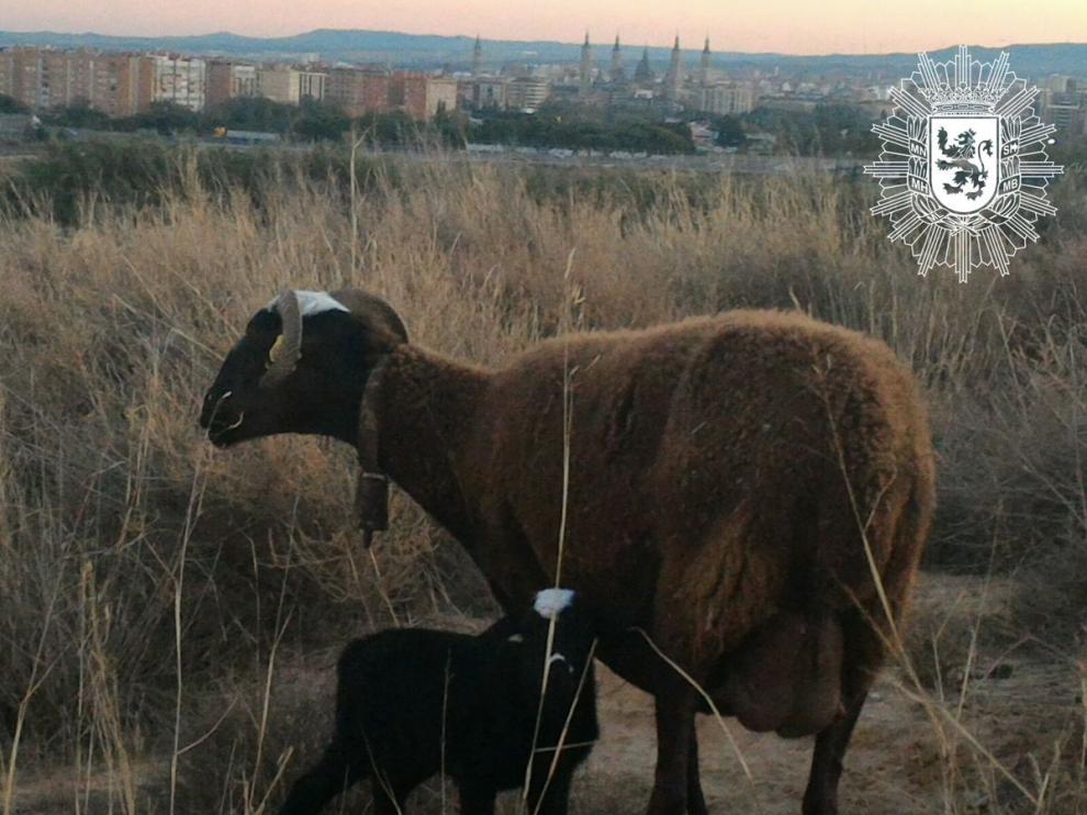 La oveja junto a su cordero recién nacido