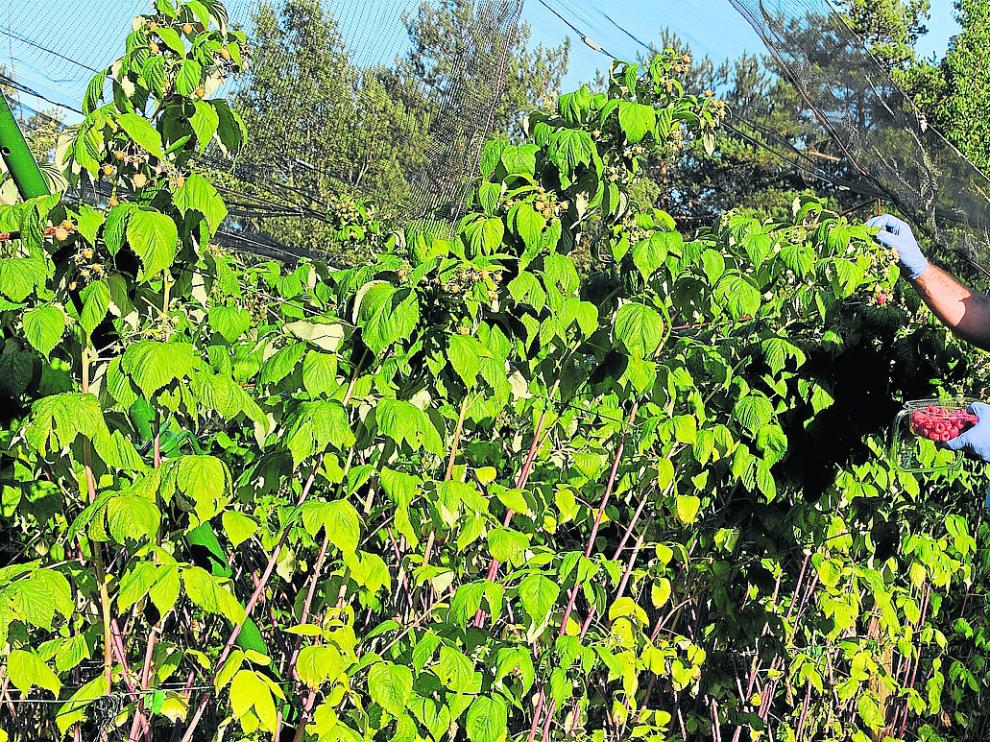 Pedro Sampietro recoge frutos rojos en su finca, ubicada en el municipio de Javierre de Bielsa.
