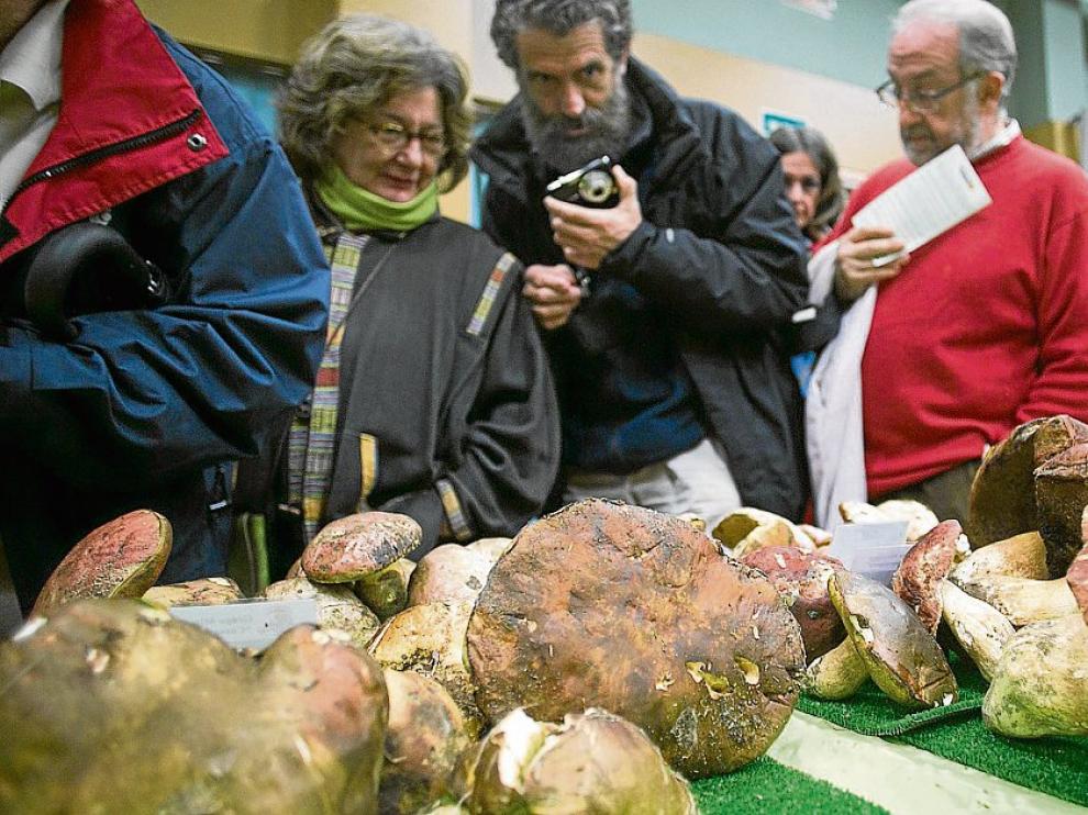 Exposición de setas en unas anteriores jornadas en el Centro Laín Entralgo, de Zaragoza.