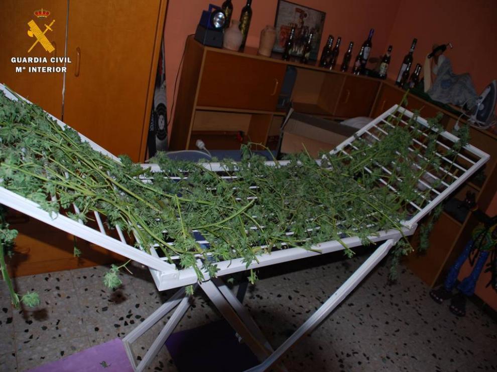 Se encontraron numerosas ramas de marihuana colgadas por la pared en proceso de secado, e incluso sobre un tendedor extensible.