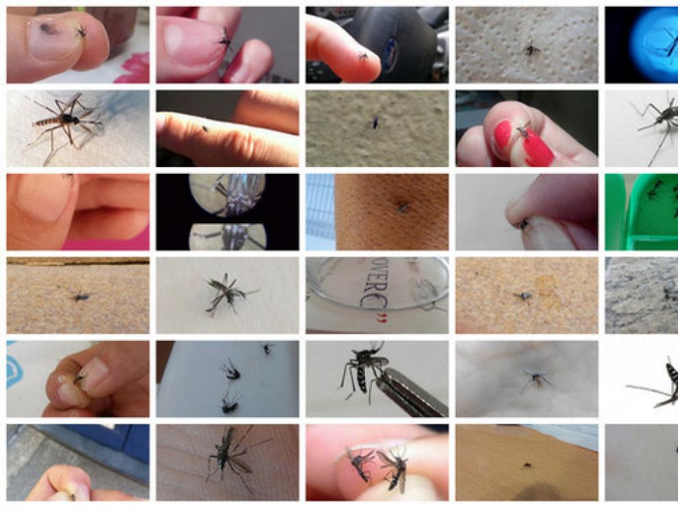 Fotos de mosquito tigre enviadas por ciudadanos