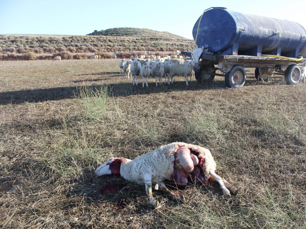 Una de las ovejas muertas por el ataque del lobo en una explotación de Leciñena