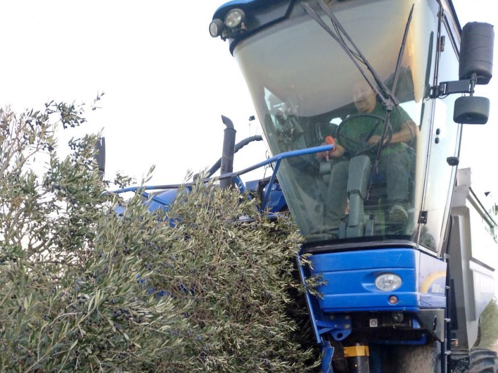 Un agricultor en la recolección de oliva en una explotación de Belchite (Zaragoza)
