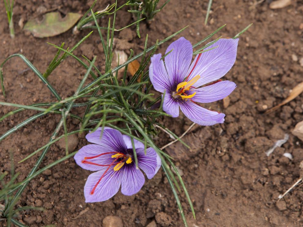 Las flores en la cocina: ¿un riesgo para la salud?  Noticias de 