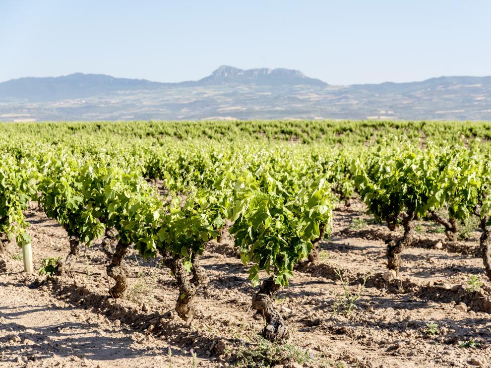 Fotografía de la parcela Alto Cantabria de donde se obtienen las vides para elaborar el vino Conde Valdemar Finca Alto Cantabria.