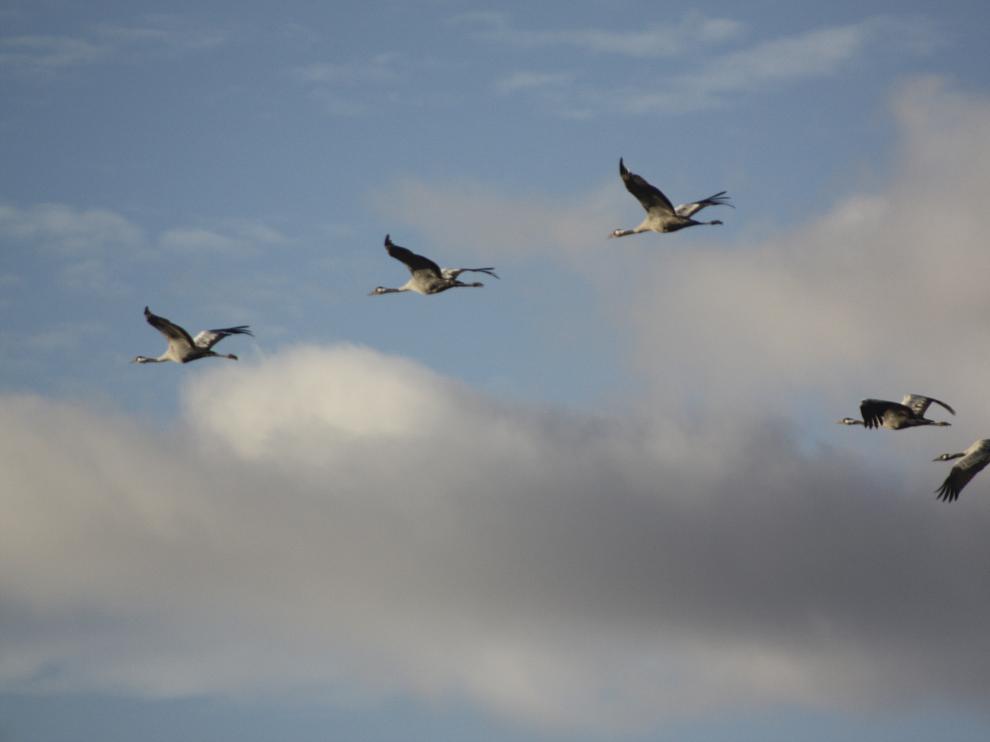 Grullas en la laguna de Gallocanta.