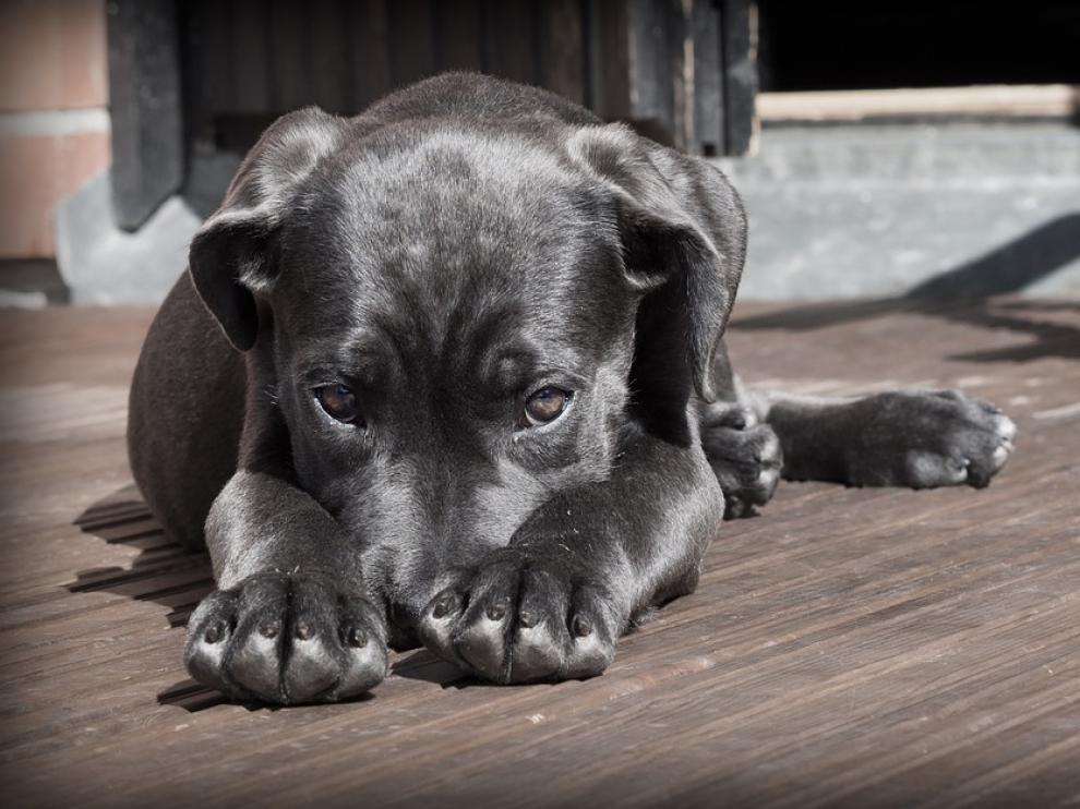Un equipo de científicos ha desarrollado un fármaco capaz de acabar con los efectos que provoca en las mascotas el ruido.