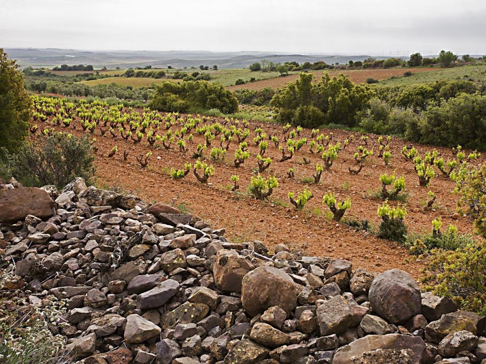 Esta empresa posee 3.800 hectáreas de viñedo.
