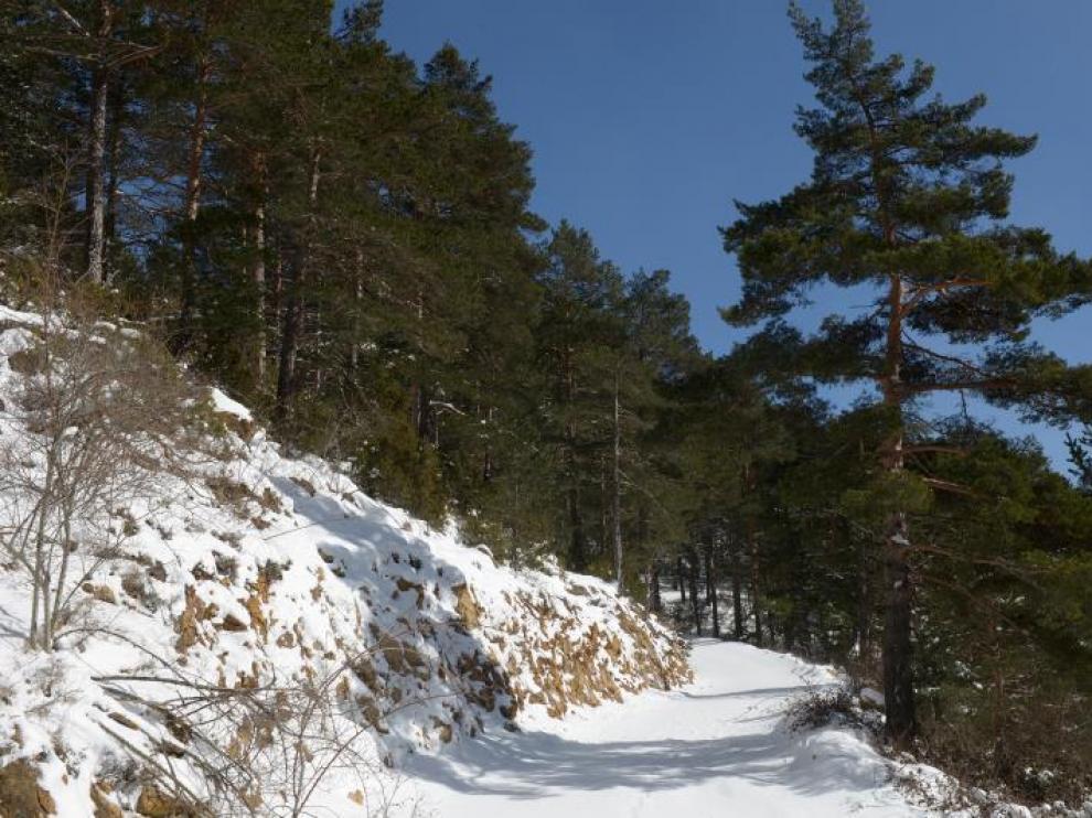 Pinar de Valdelinares.