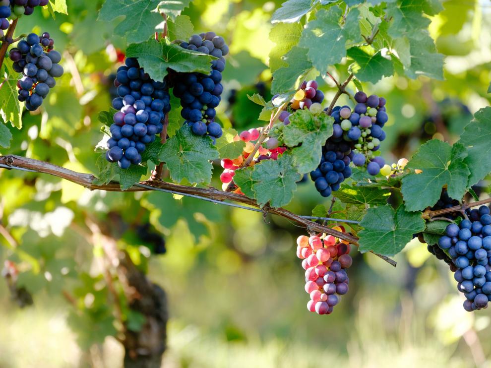 Los principales productos ecológicos en Aragón gozan de producción propia.