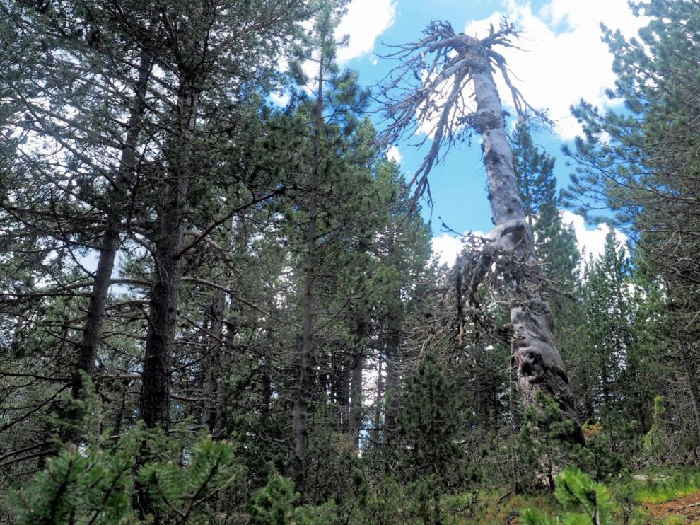 Bosque de pino negro (Pinus uncinata), en lo alto de la Sierra de Gúdar, en Valdelinares.