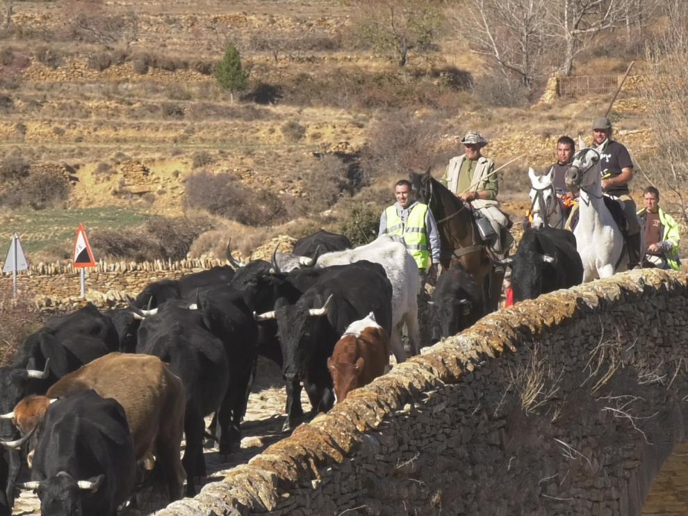 Rebaño vacuno de los hermanos Martorell camino de los pastos de invierno en Tarragona.