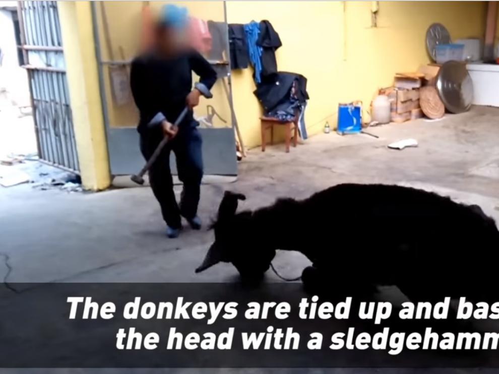 Imagen del vídeo de PETA en el que un hombre golpea con un martillo a un burro.