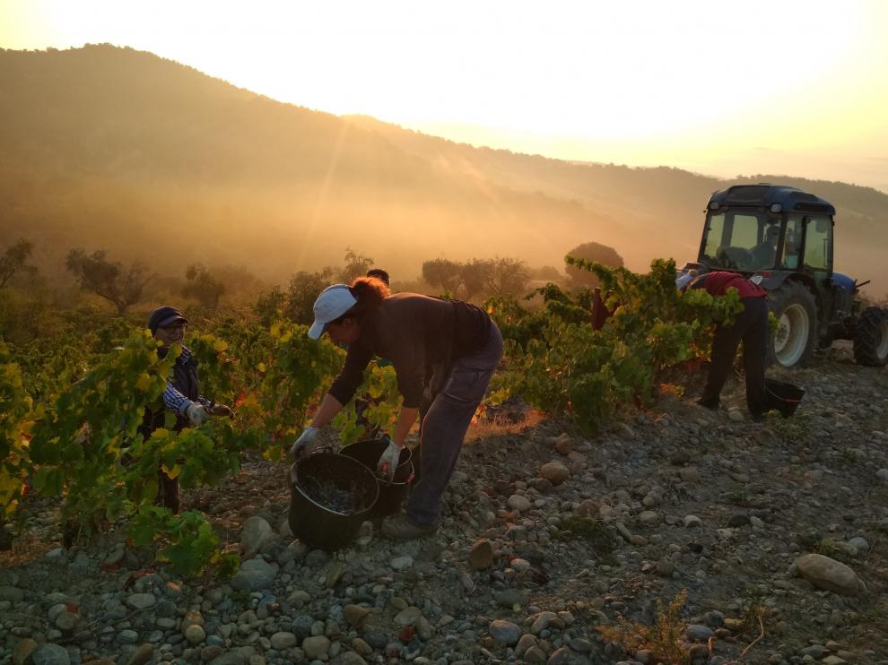 Las especiales características agroclimáticas y la diversidad del valle Secastilla propician que en esta tierra se elaboren vinos con una personalidad propia y diferenciada.