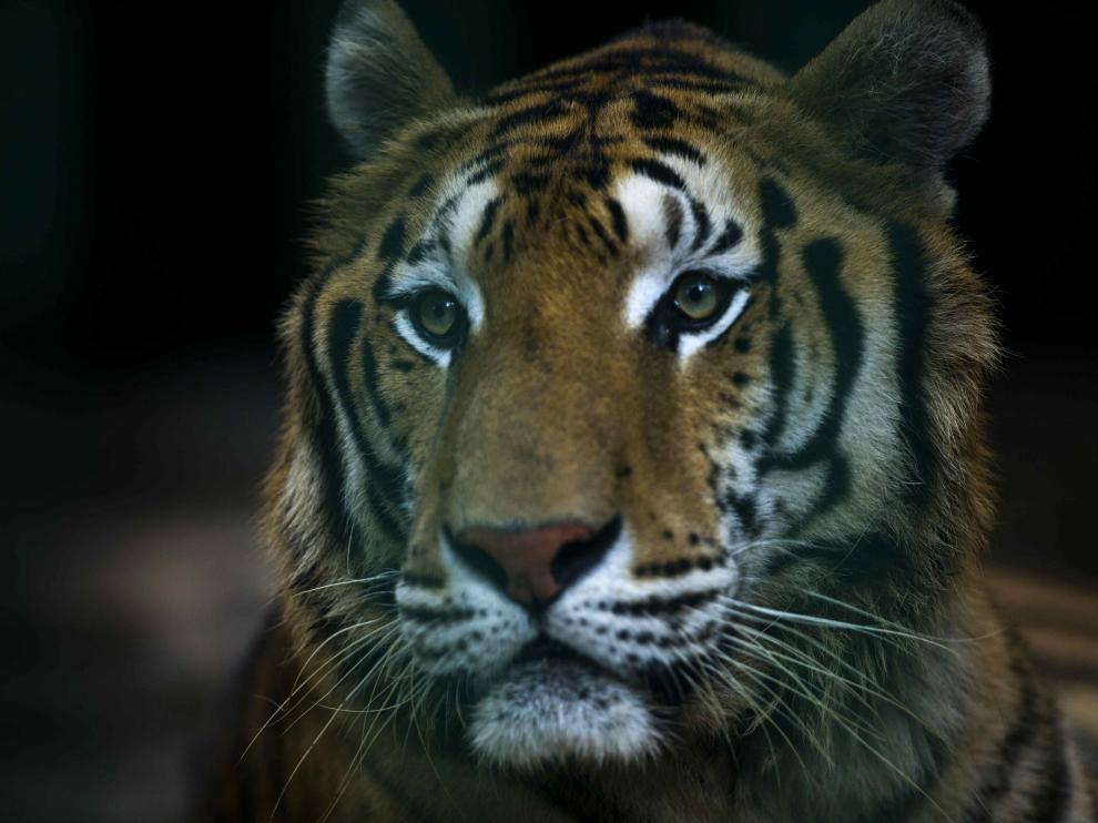 El tigre había escapado del circo Bormann Moreno.