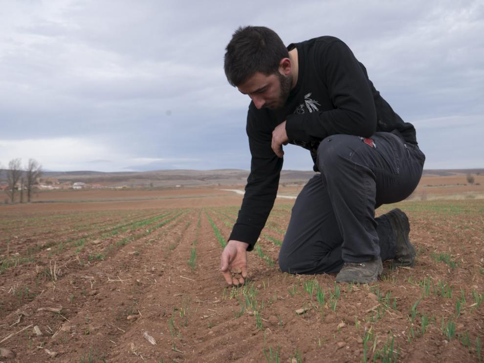 César Izquierdo, joven agricultor de El Pobo, muestra su campo, en el que no crece el trigo.