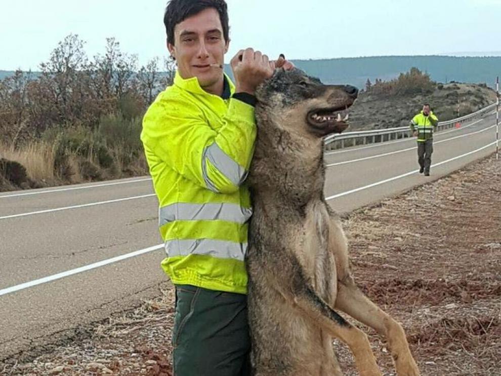 Polémica por fotografiarse con un lobo tras atropellarlo