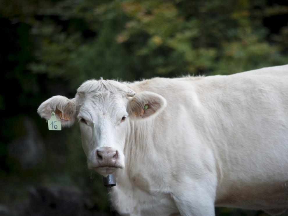 El positivo se detectó entre un muestreo de 213 vacas.