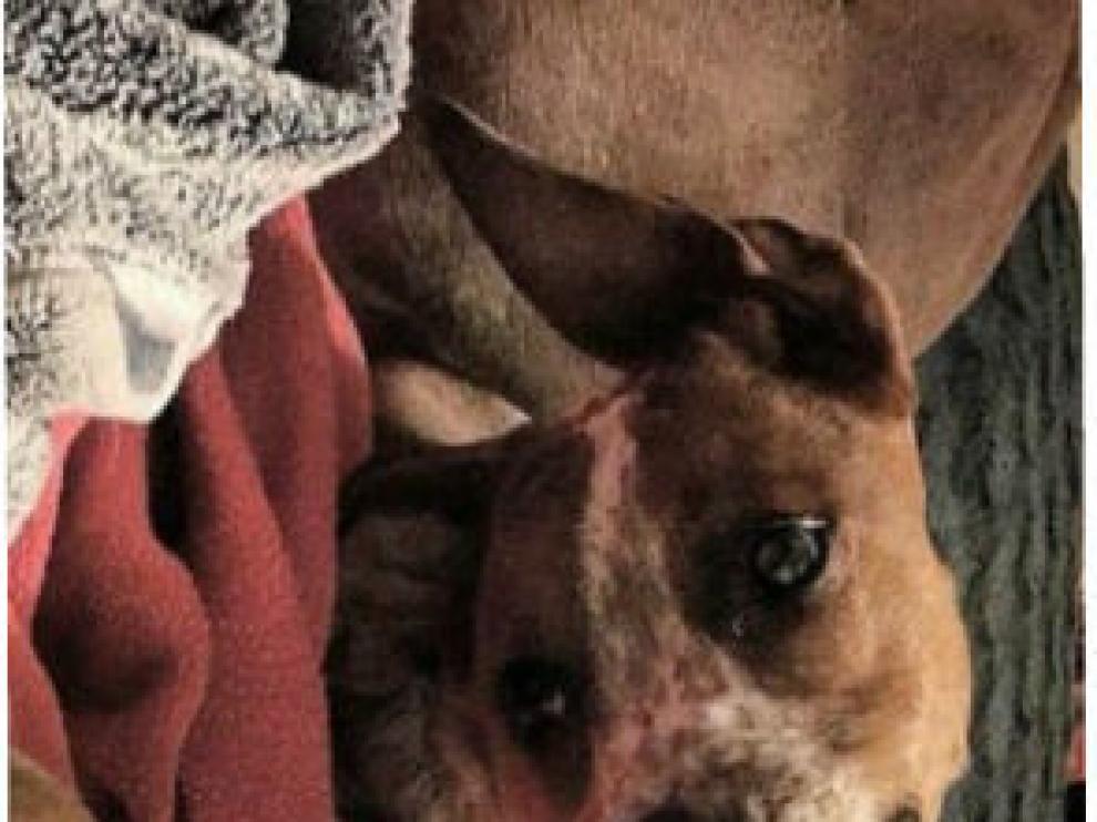 Así se ve el perro con la foto girada