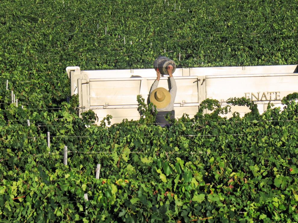 La propuesta de Enate se aleja de la línea de monovarietales habituales de la marca y equilibra su familia de vinos fusionando las variedades más selectas cultivadas en sus viñedos.