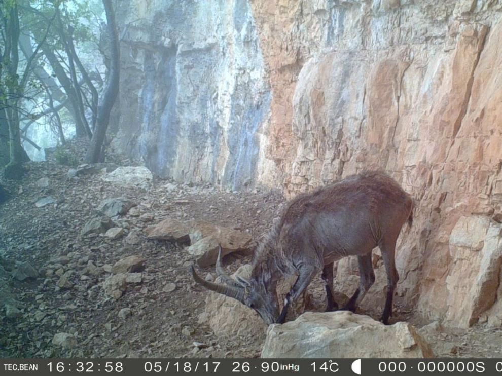 Ejemplar enfermo de cabra hispánica detectado en la provincia de Teruel.