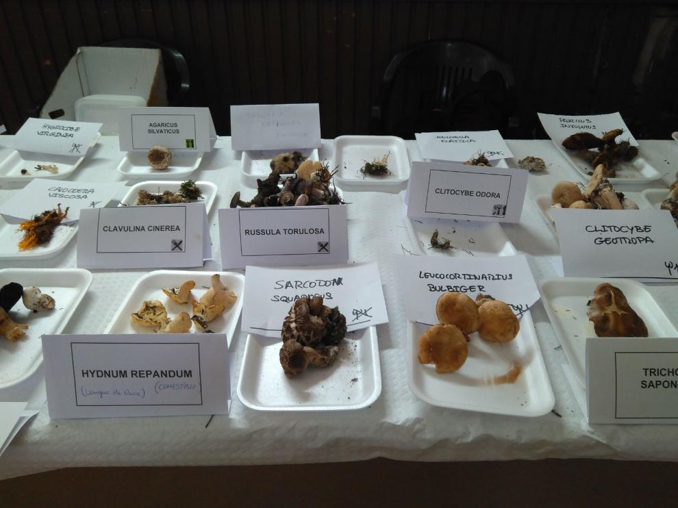 Se recolectaron hasta 72 especies diferentes de setas