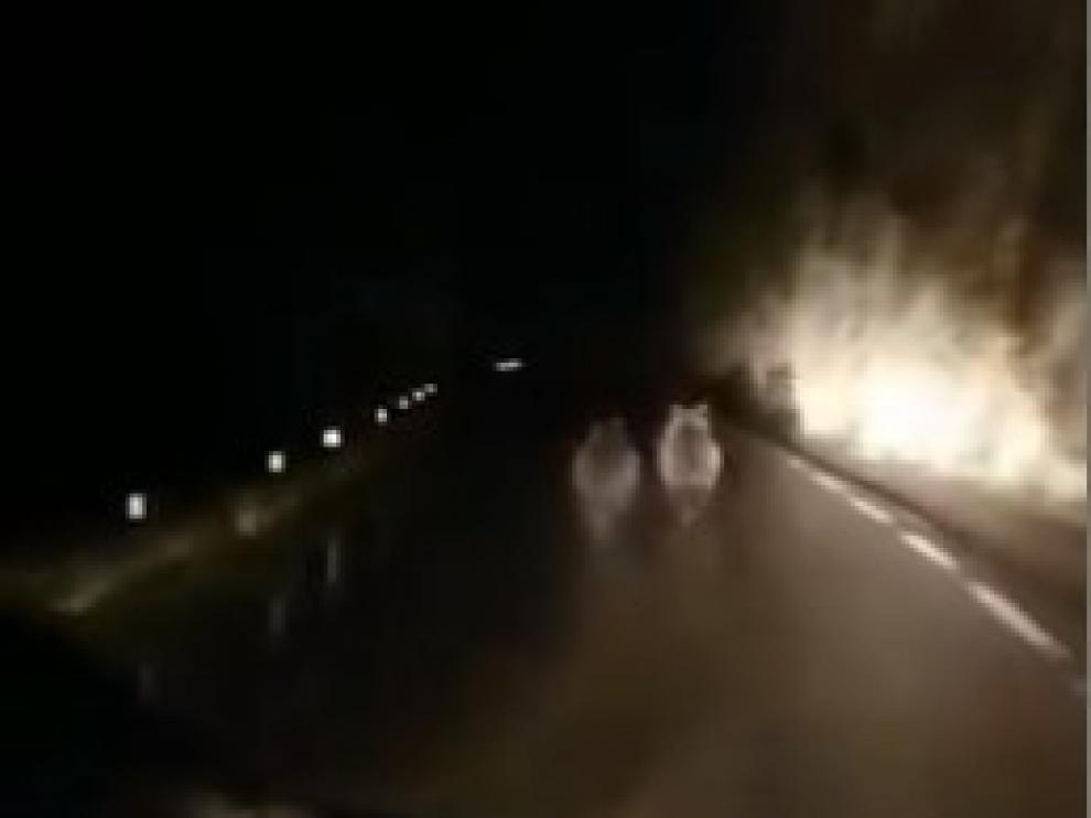 Un conductor acosa a dos osos en Cantabria