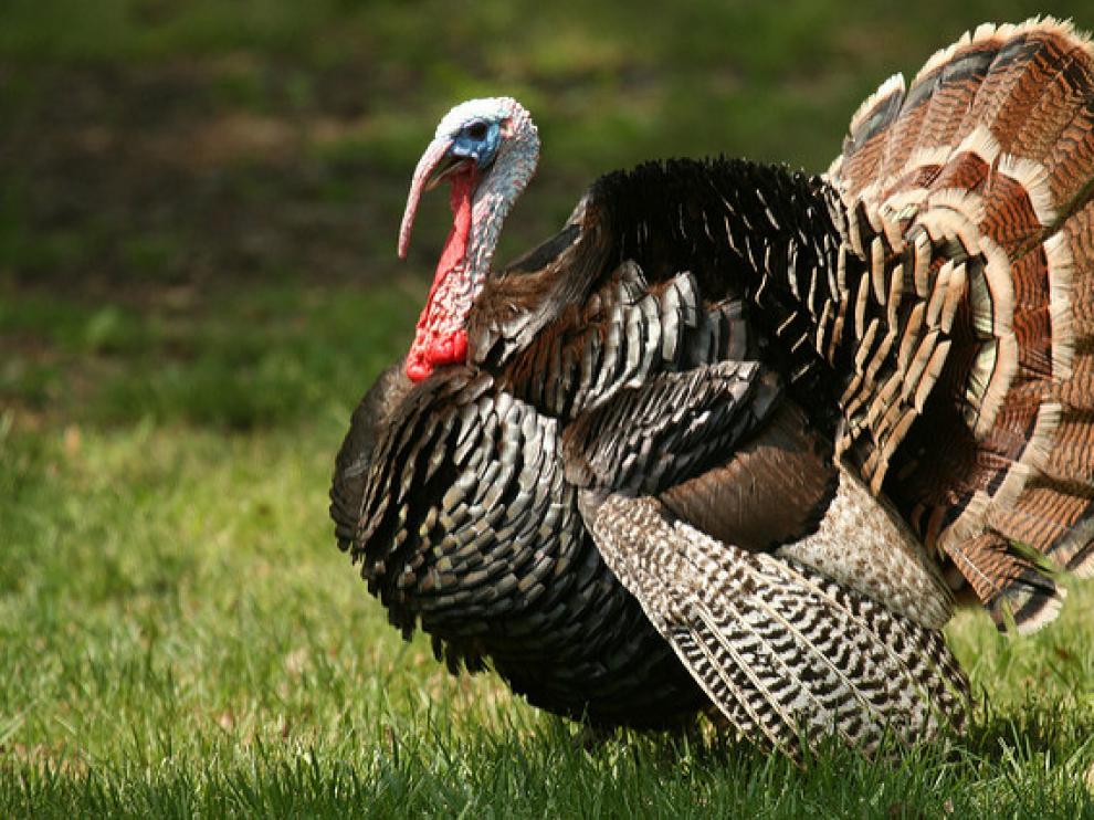 Los pavos cuentan con una musculatura explosiva